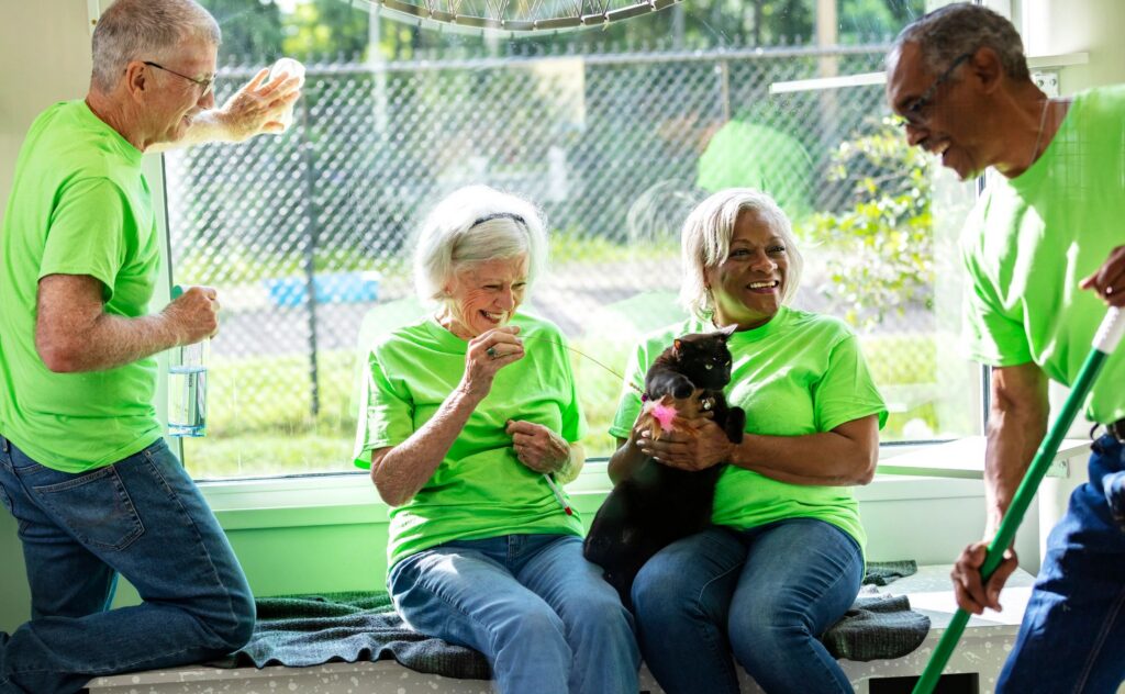 Senior volunteers at pet shelter cleaning, play with cat